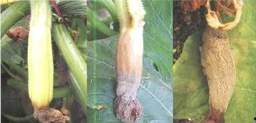 吃瓜黑料网有病毒吗