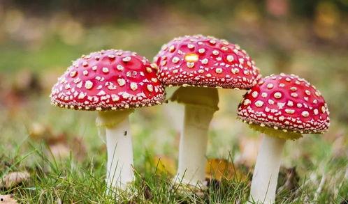 吃瓜爆料黑料蘑菇视频大全,吃瓜爆料,蘑菇视频大全大揭秘