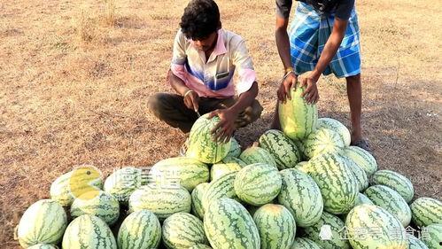 51黑瓜吃料网干什么的